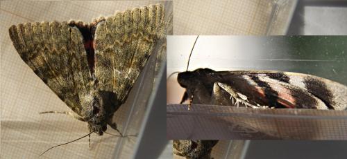 Catocala elocata