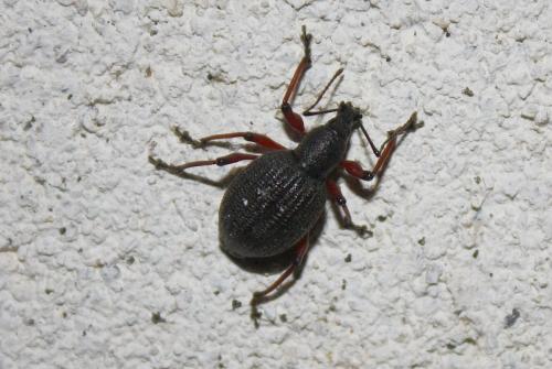 Réf. 90 405 : Otiorhynchus pyrenaeus