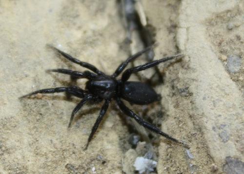 Zelotes sp.