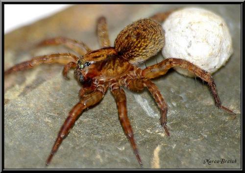 Trochosa sp.