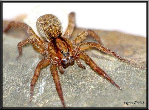 Trochosa sp.