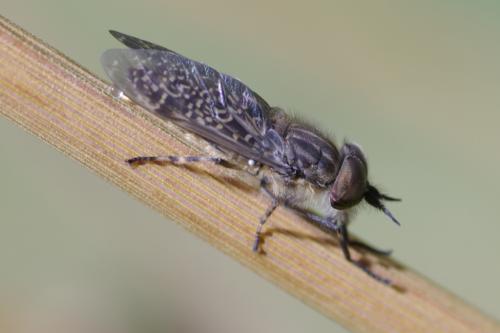 Haematopota pluvialis
