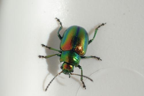Chrysolina fastuosa