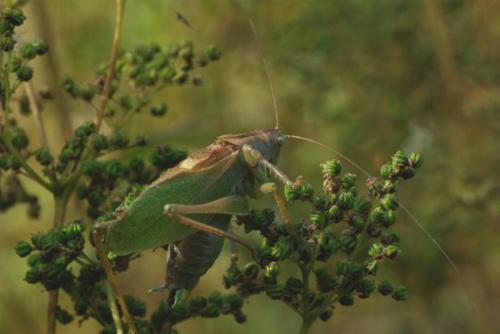 Tettigonia cantans