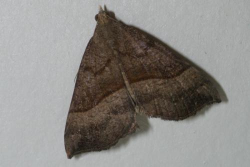 Réf. 90 391 : Hypena proboscidalis