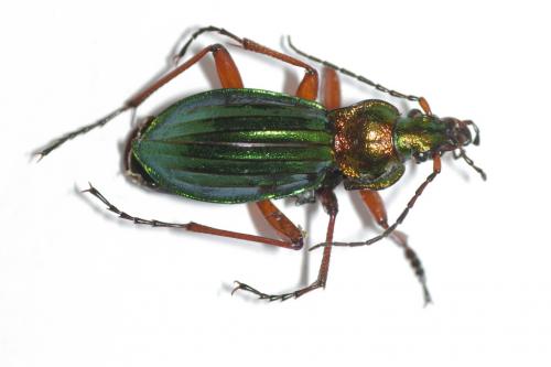 Carabus auronitens auronitens
