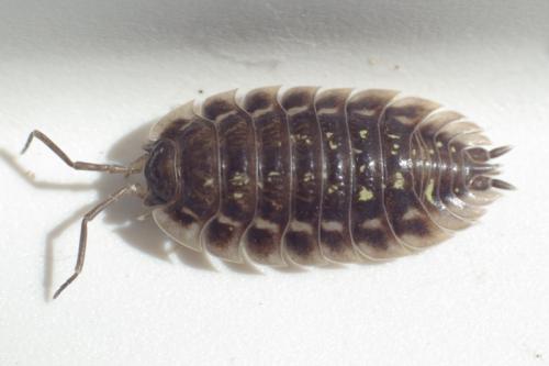 Réf. 90 552 : Oniscus asellus