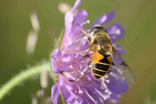 Eristalis horticola