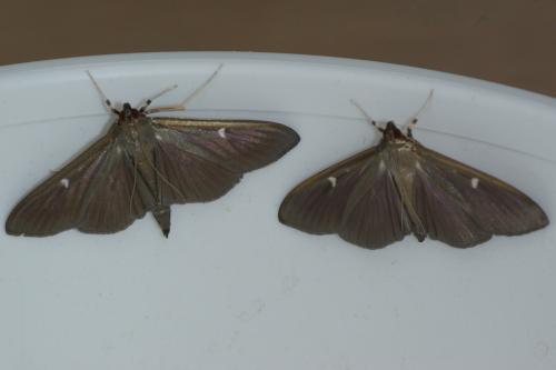 Cydalima perspectalis