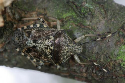 Rhaphigaster nebulosa