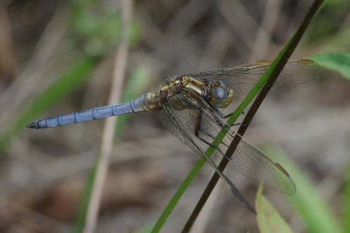 Orthetrum coerulescens