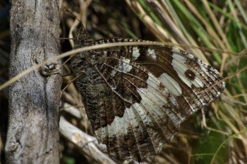 Brintesia circe