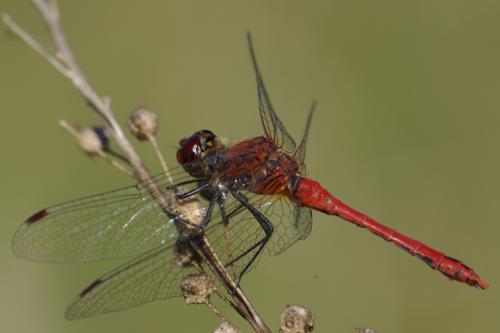 Sympetrum sanguineum