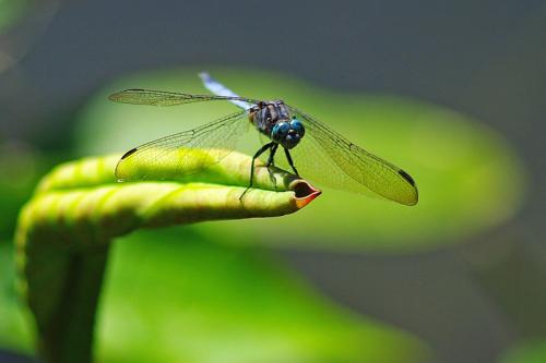 Orthetrum brachiale