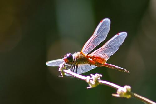 Réf. 90 482 : Tramea limbata