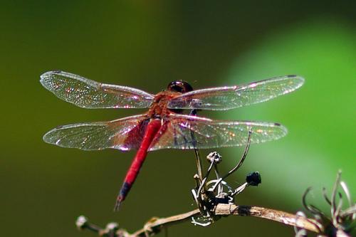 Réf. 90 483 : Tramea limbata