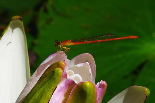 Réf. 90 530 : Ceriagrion glabrum