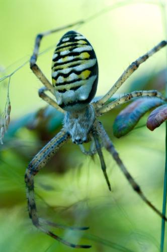 Réf. 90 602 : Argiope bruennichi