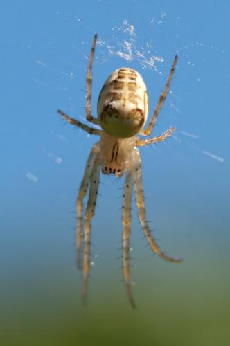 Metellina sp.