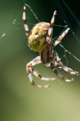 Araneus quadratus