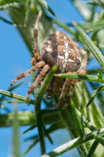 Araneus diadematus