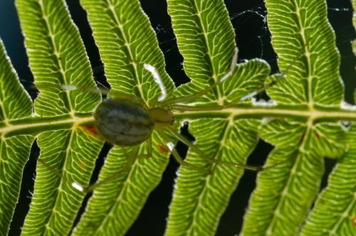 Réf. 90 604 : Enoplognatha sp.