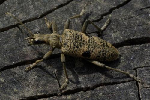 Rhagium mordax