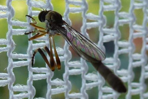 Leptogaster cylindrica