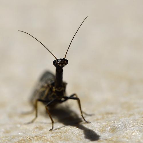 Puncha ratzeburgi