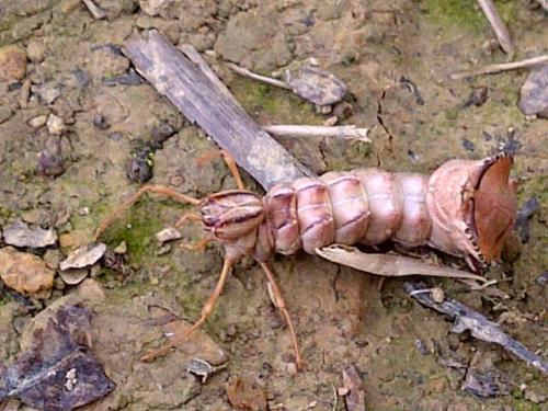 Stauropus fagi