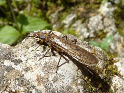 Dictyogenus sp.