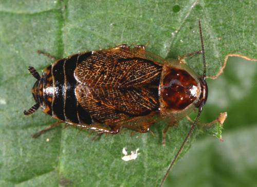 Ectobius sylvestris