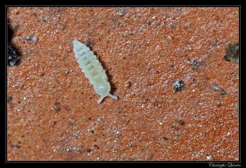 Kalaphorura burmeisteri