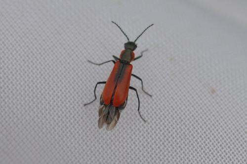 Réf. 90 079 : Anthocomus rufus