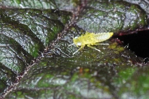 Réf. 90 517 : Alebra coryli