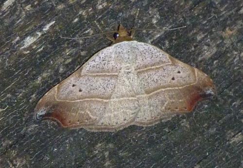 Réf. 90 664 : Laspeyria flexula