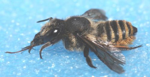 Réf. 90 437 : Megachile melanopyga