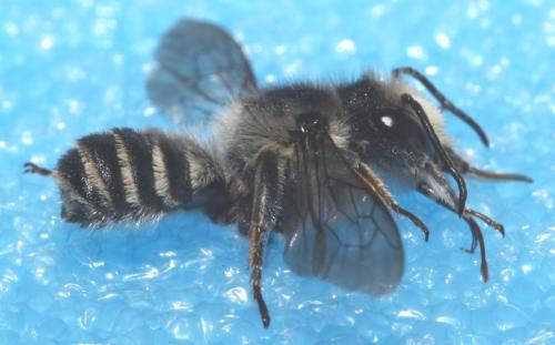 Megachile melanopyga