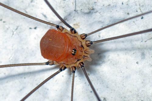 Leiobunum blackwallii