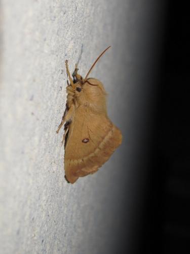 Lasiocampa quercus