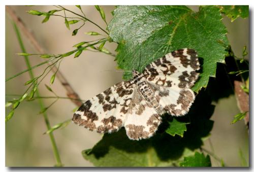 Réf. 90 589 : Rheumaptera hastata