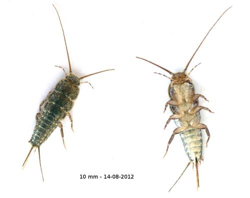 Ctenolepisma lineata