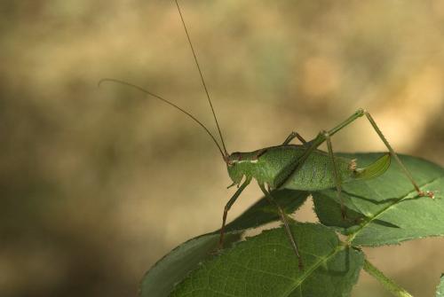 Réf. 90 397 : Leptophyes punctatissima