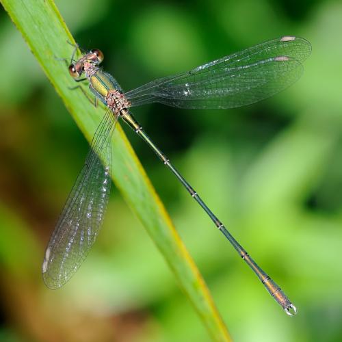 Chalcolestes viridis