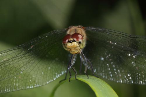 Sympetrum striolatum