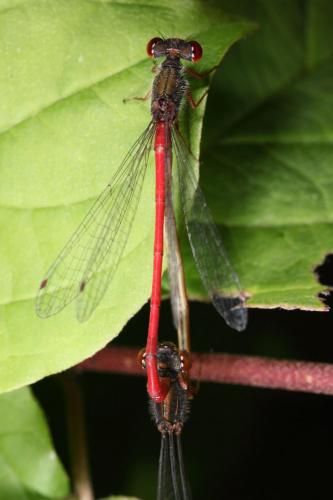 Ceriagrion tenellum