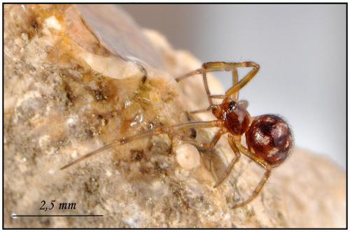 Réf. 90 045 : Steatoda triangulosa