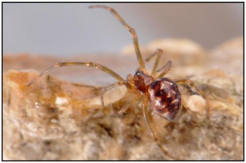 Steatoda triangulosa