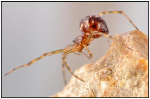 Steatoda triangulosa