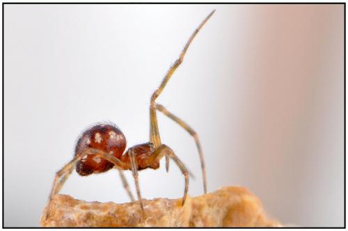 Steatoda triangulosa